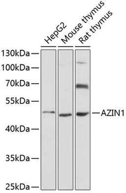 Western blot - AZIN1 antibody (A4747)