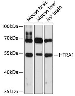 Western blot - HTRA1 antibody (A11693)