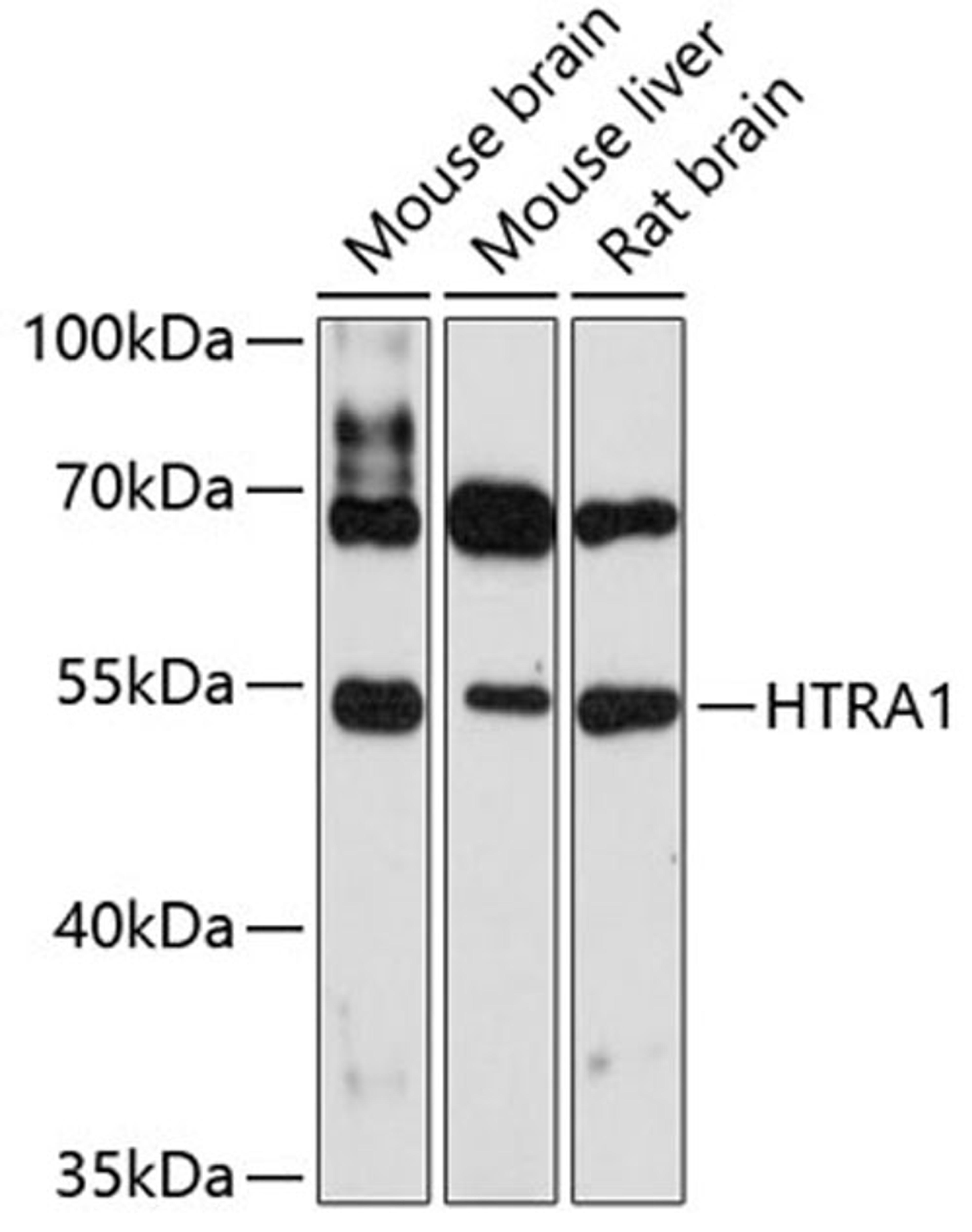 Western blot - HTRA1 antibody (A11693)