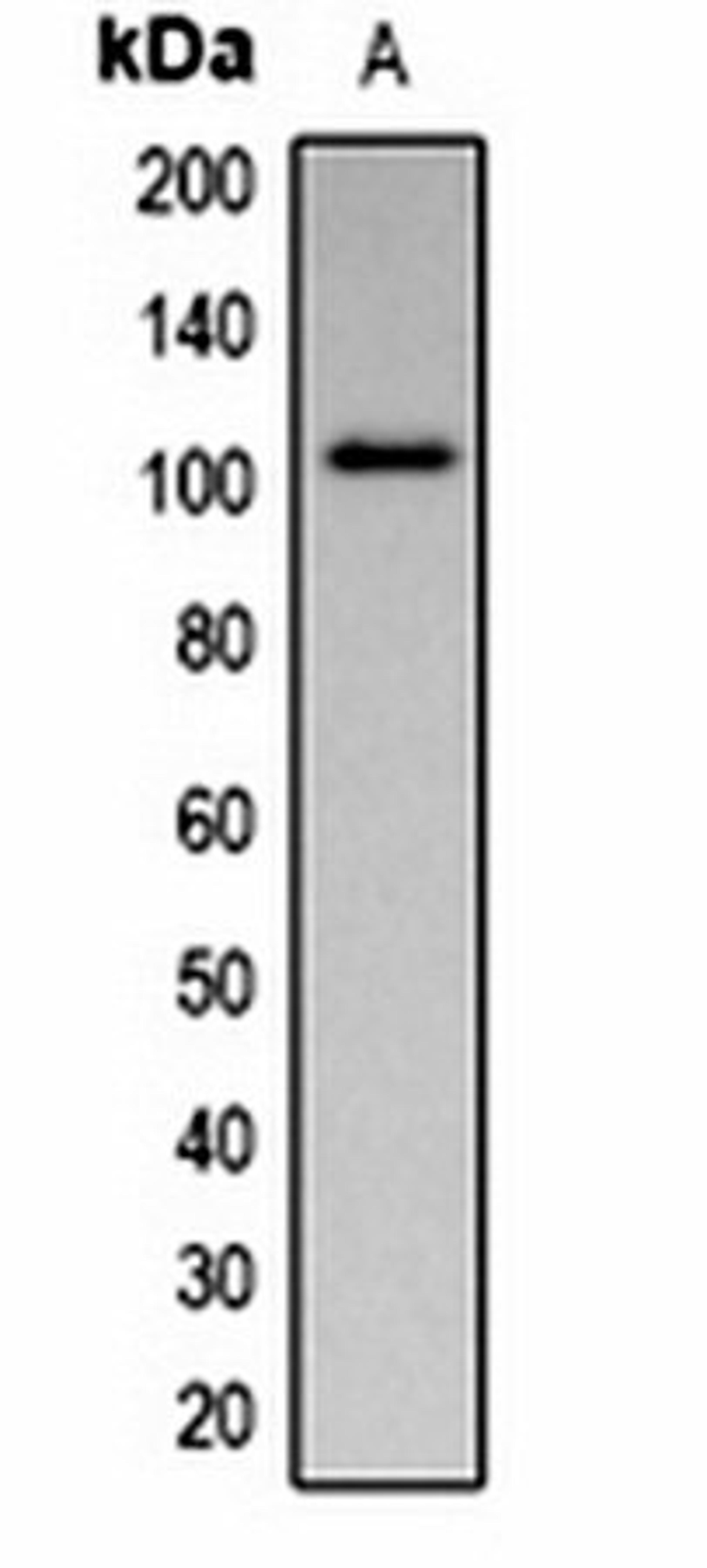 Western blot analysis of  Maize (Lane1) whole cell lysates using Pepsinogen C (Phospho-S15) antibody