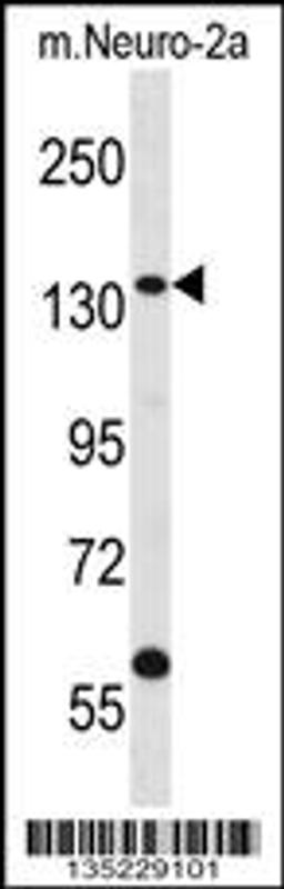 Western blot analysis in mouse Neuro-2a cell line lysates (35ug/lane).