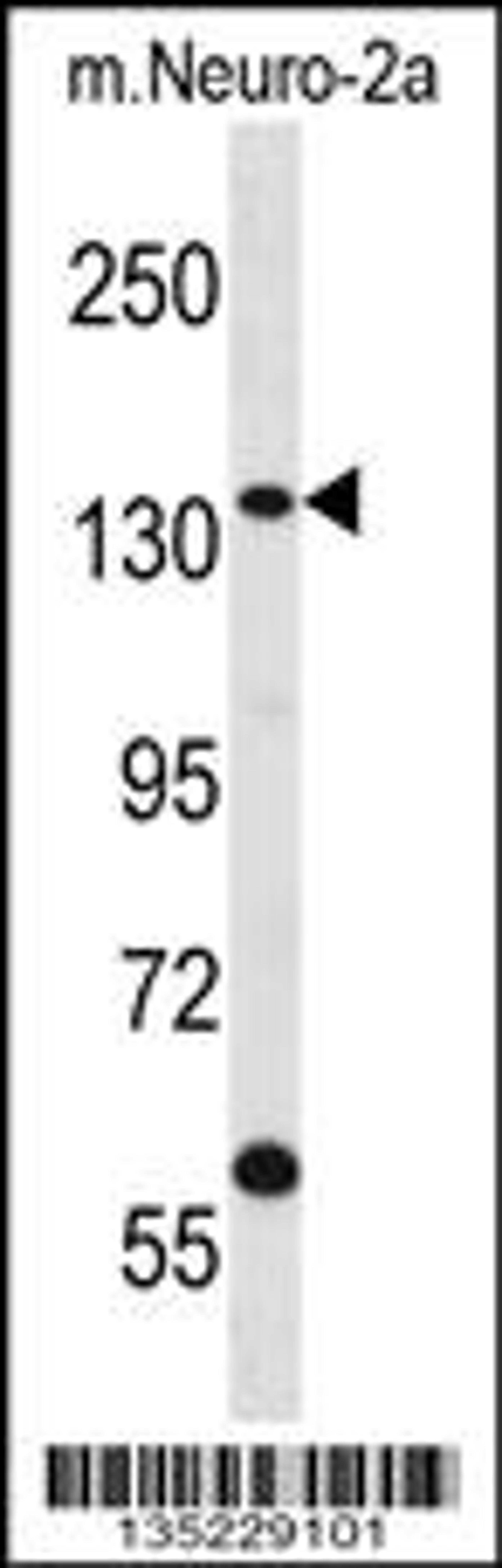 Western blot analysis in mouse Neuro-2a cell line lysates (35ug/lane).