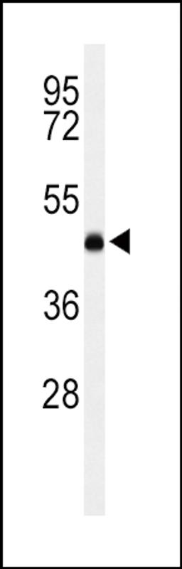 Western blot analysis of LCAT Antibody in K562 cell line lysates (35ug/lane)