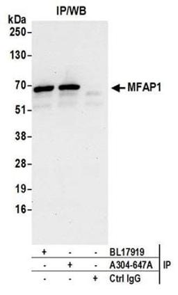 Detection of human MFAP1 by western blot of immunoprecipitates.