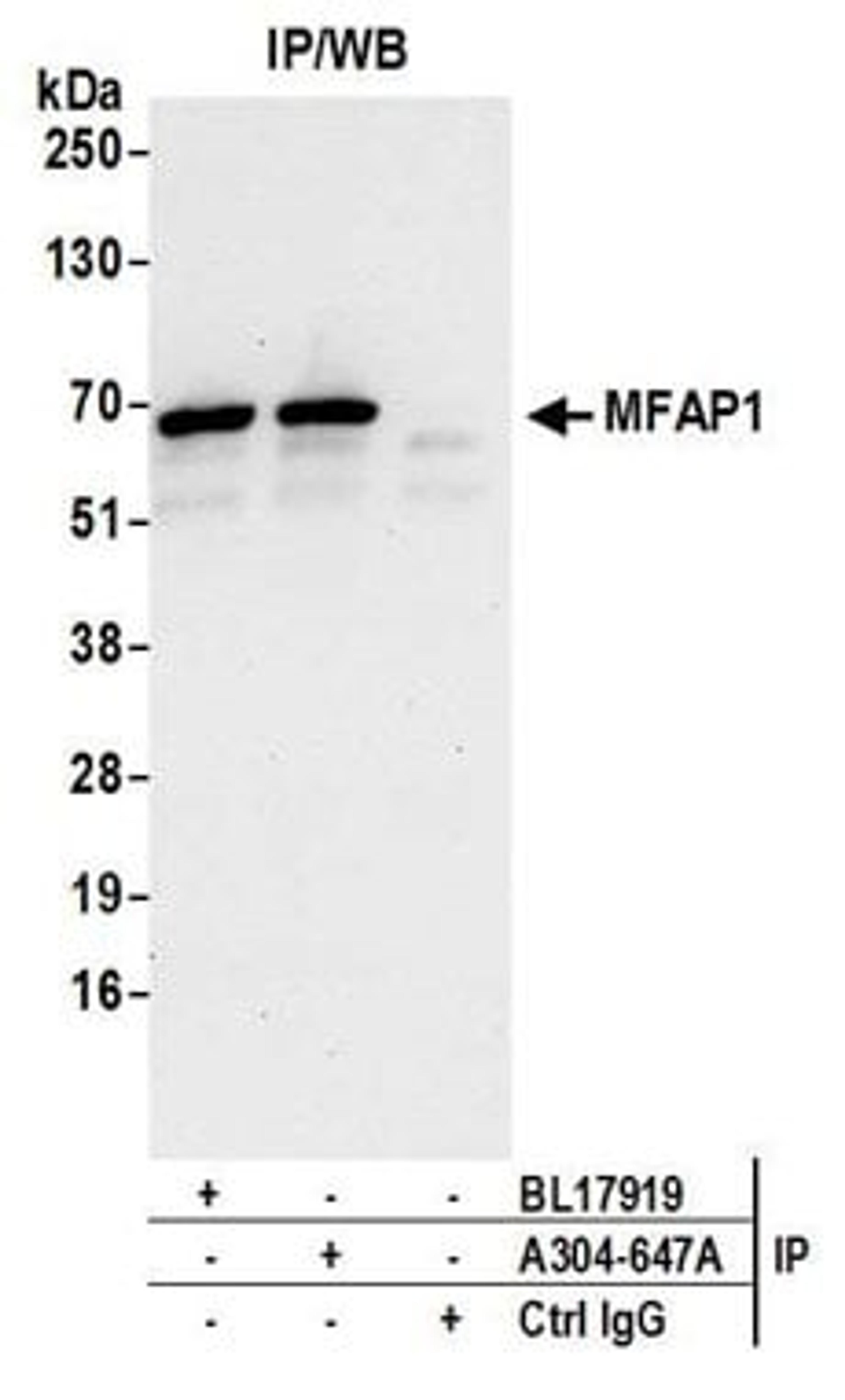 Detection of human MFAP1 by western blot of immunoprecipitates.