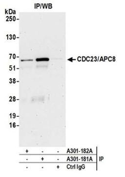 Detection of human CDC23/APC8 by western blot of immunoprecipitates.