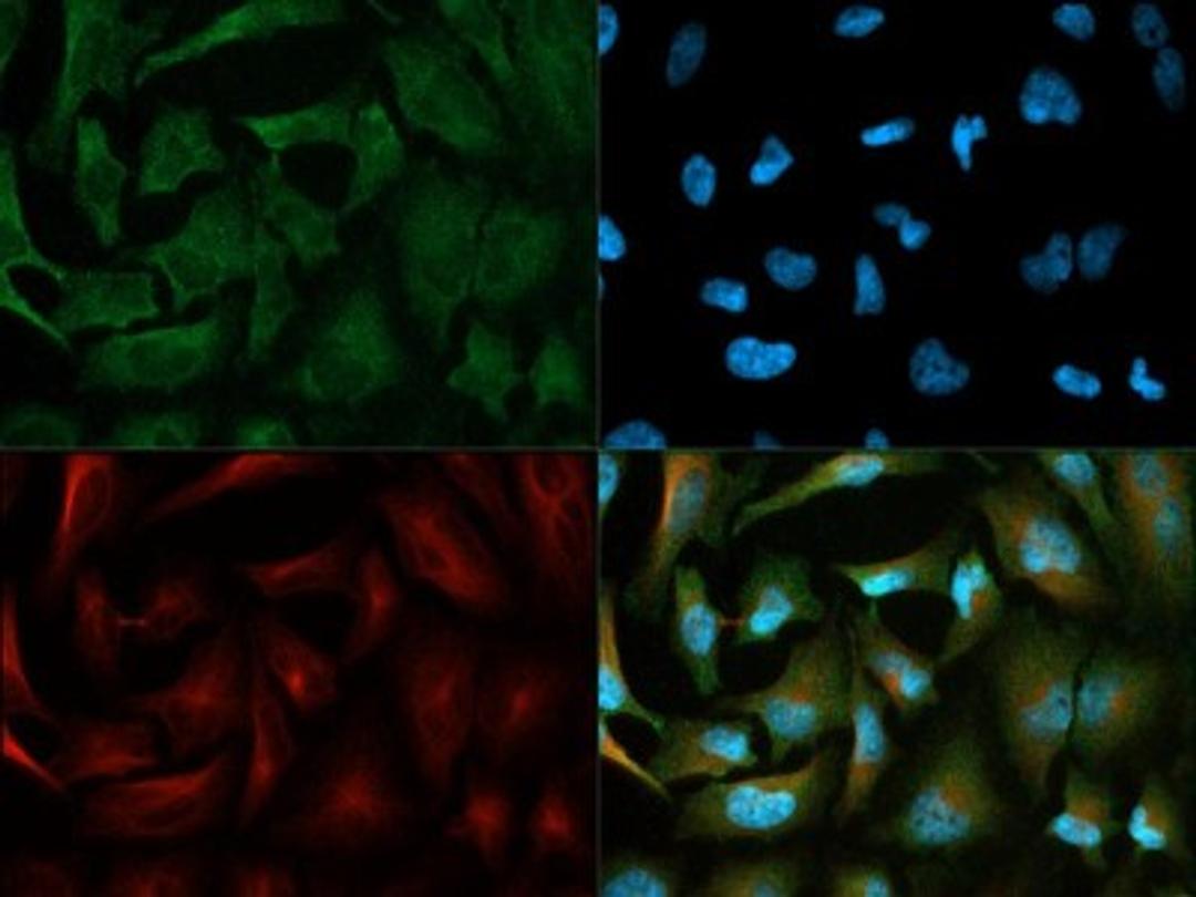 Immunocytochemistry/Immunofluorescence: PDK1 Antibody [NB100-2383] - PDK1 antibody was tested in HeLa cells with Dylight 488 (green). Nuclei and alpha-tubulin were counterstained with DAPI (blue) and Dylight 550 (red).