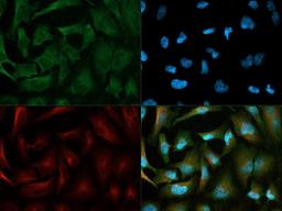 Immunocytochemistry/Immunofluorescence: PDK1 Antibody [NB100-2383] - PDK1 antibody was tested in HeLa cells with Dylight 488 (green). Nuclei and alpha-tubulin were counterstained with DAPI (blue) and Dylight 550 (red).