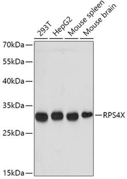 Western blot - RPS4X antibody (A6730)