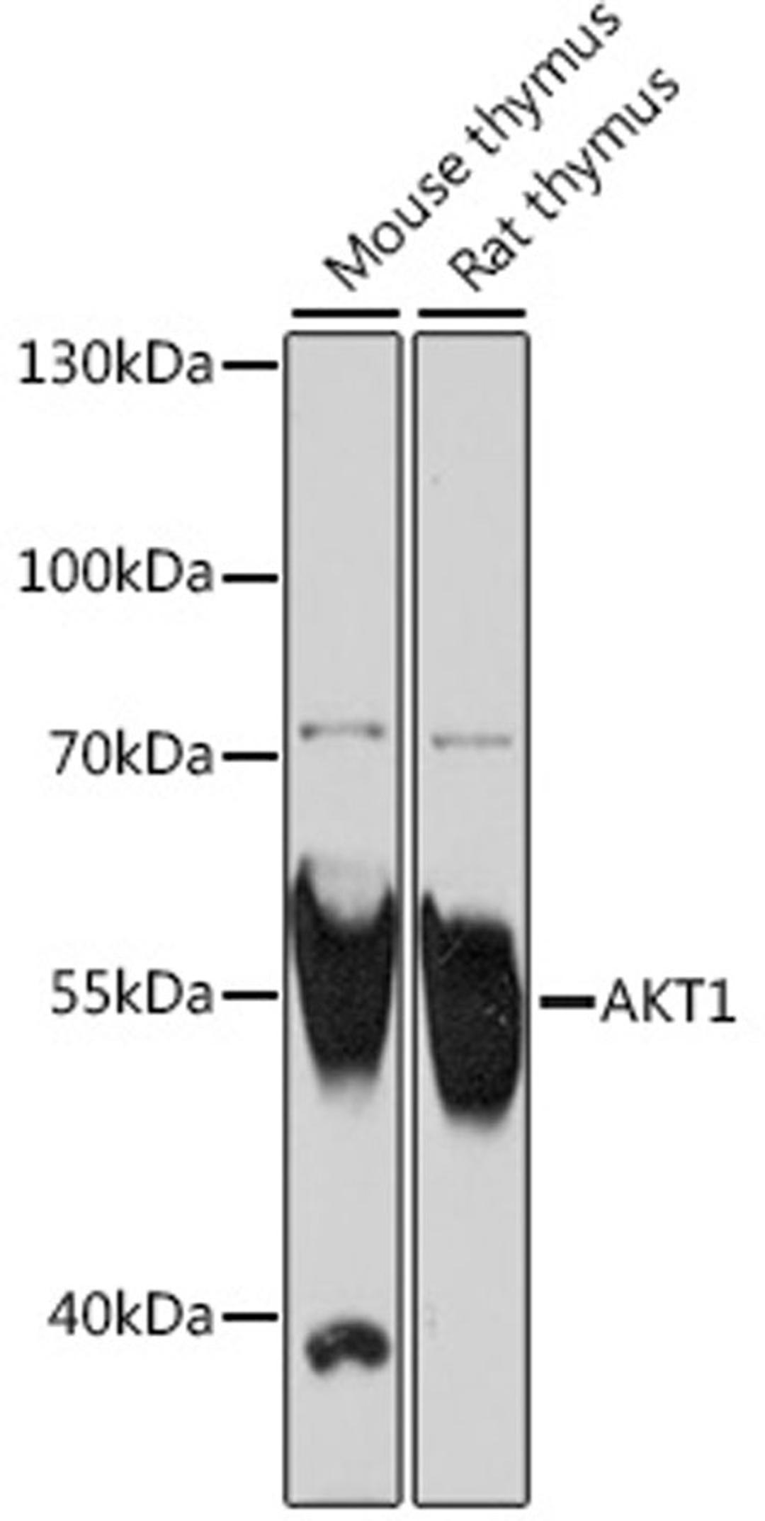 Western blot - AKT1 antibody (A16343)