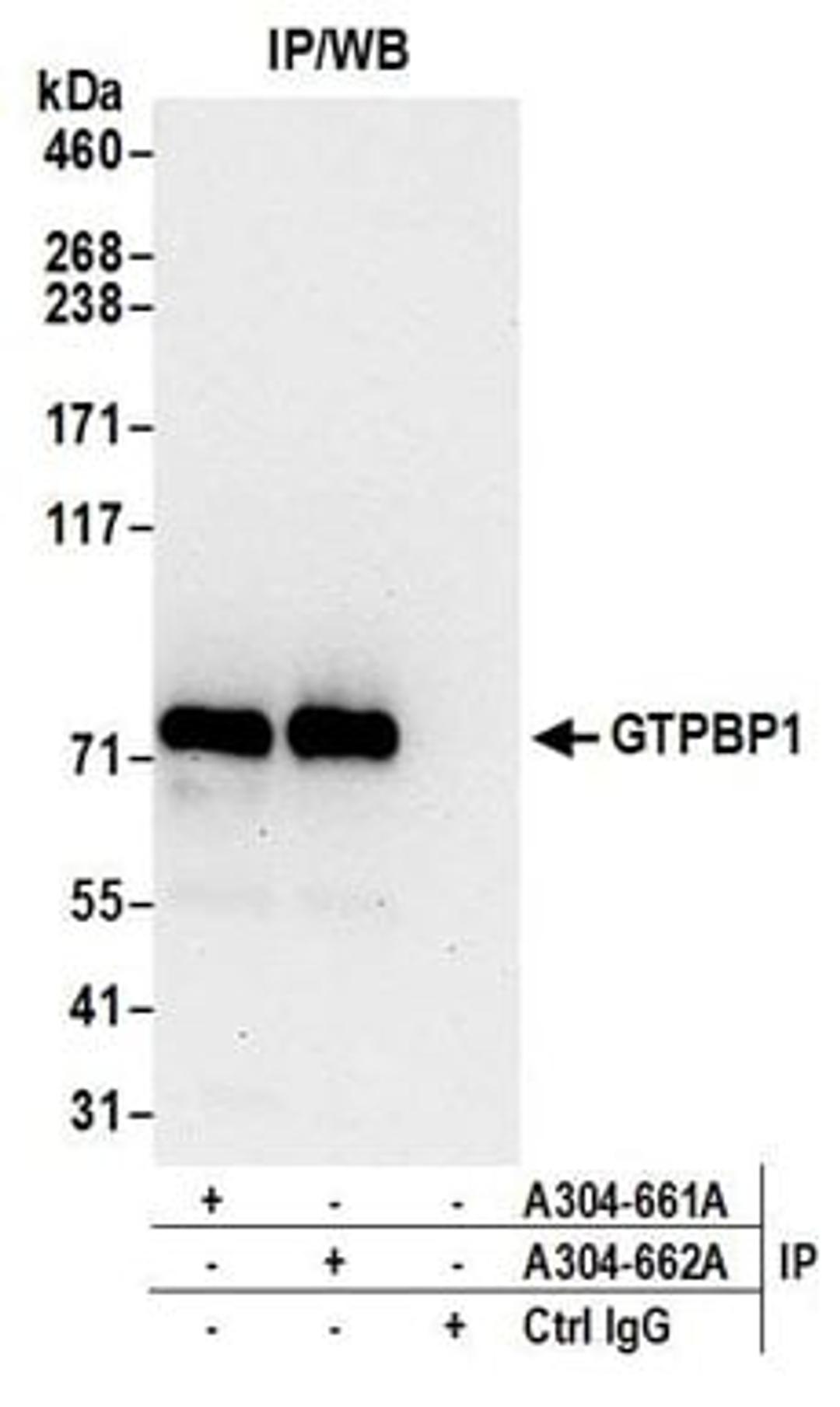 Detection of human GTPBP1 by western blot of immunoprecipitates.