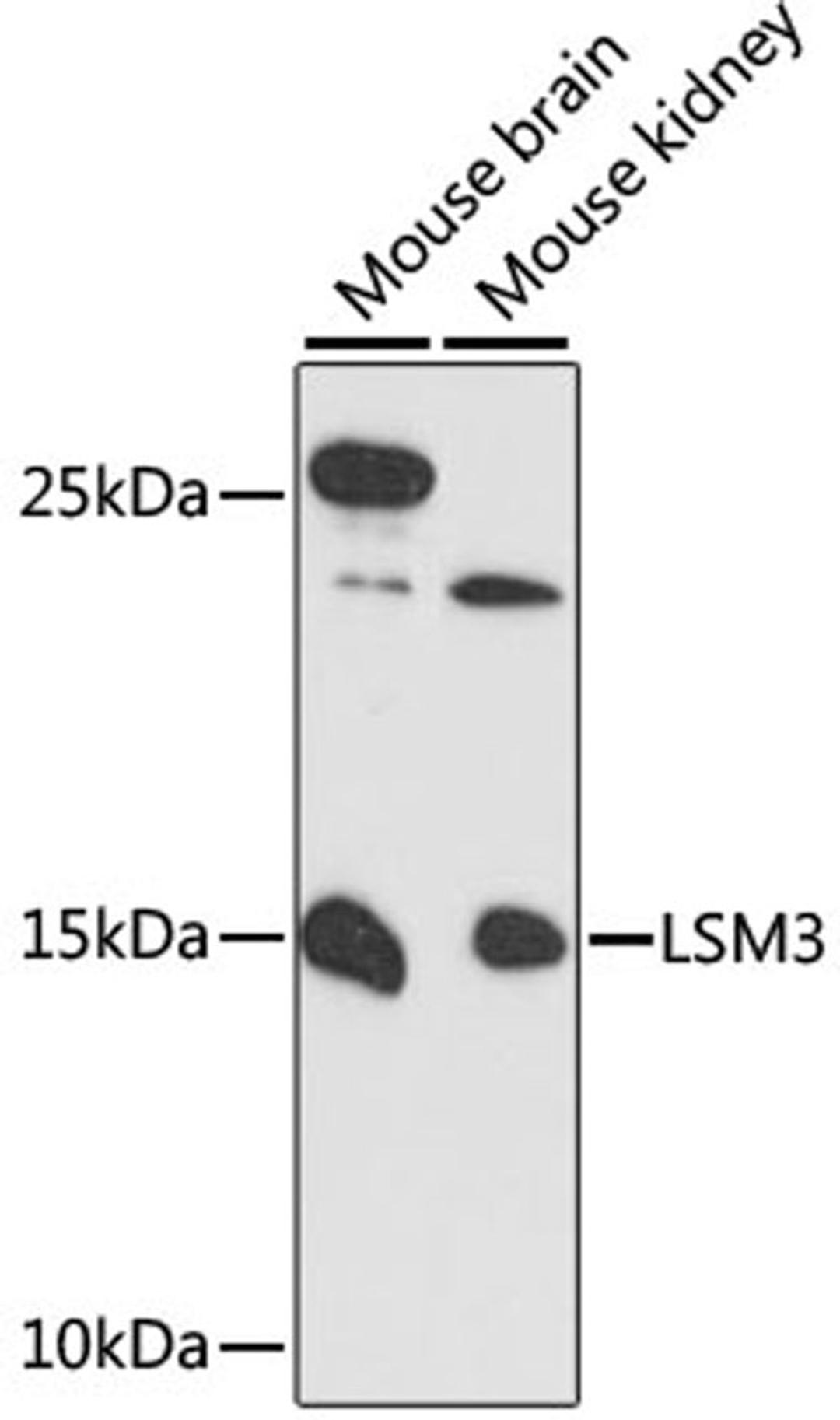 Western blot - LSM3 antibody (A13189)