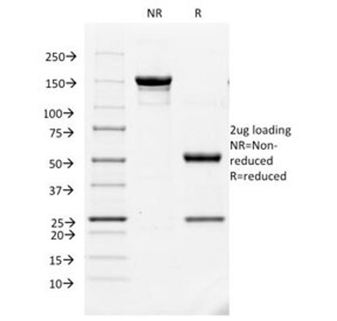 SDS-PAGE Analysis of Purified, BSA-Free VEGF Receptor 1 Antibody (clone FLT1/659). Confirmation of Integrity and Purity of the Antibody.