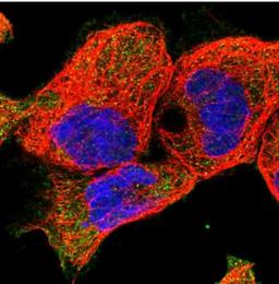 Immunocytochemistry/Immunofluorescence: EPB41L5 Antibody [NBP2-30920] - Immunofluorescent staining of human cell line A-431 shows positivity in plasma membrane. Antibody staining is shown in green.