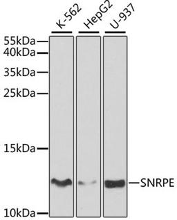 Western blot - SNRPE antibody (A5488)