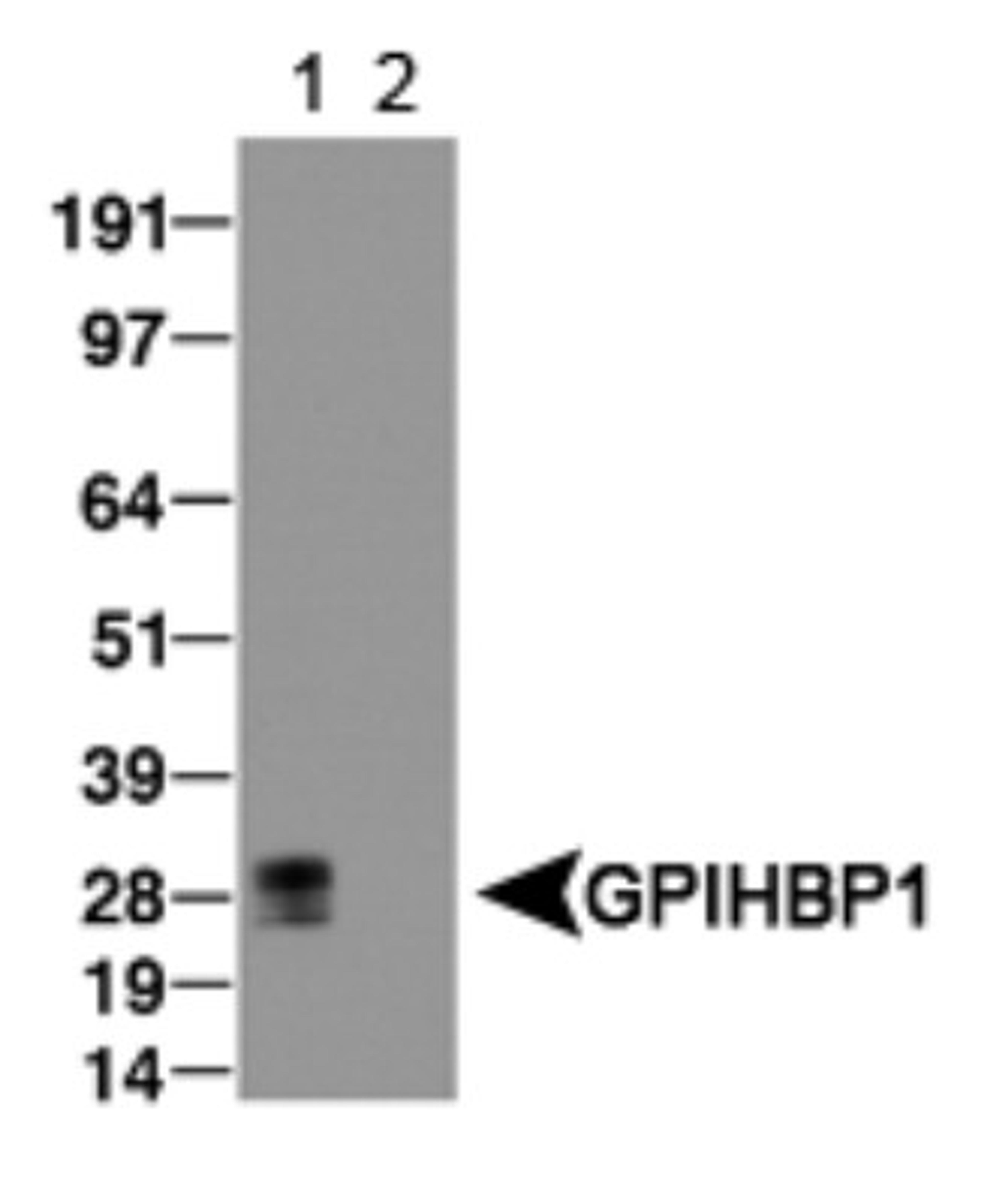 Western Blot: GPIHBP1 Antibody [NB110-41537] - Detection of Gpibph1 in transfected lysate (lane 1) & empty vector lysate was used as a negative control (Lane 2).