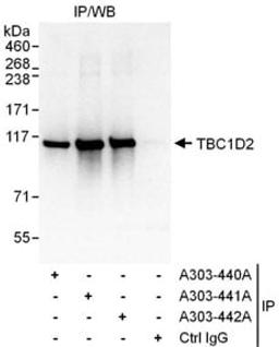 Detection of human TBC1D2 by western blot of immunoprecipitates.