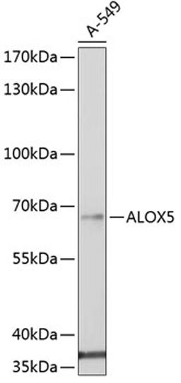 Western blot - ALOX5 antibody (A2158)