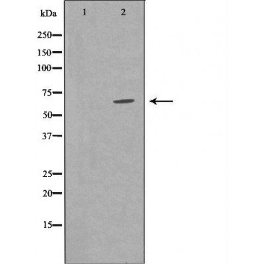 Western blot analysis of mousefetal stomach cell line using TRAF7 antibody