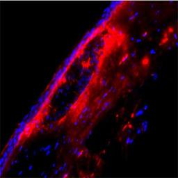 Immunocytochemistry/Immunofluorescence: Galectin-8 Antibody [NBP1-66520] - Staining of Galectin 8 in mouse cornea. Image provided via product review by verified customer.