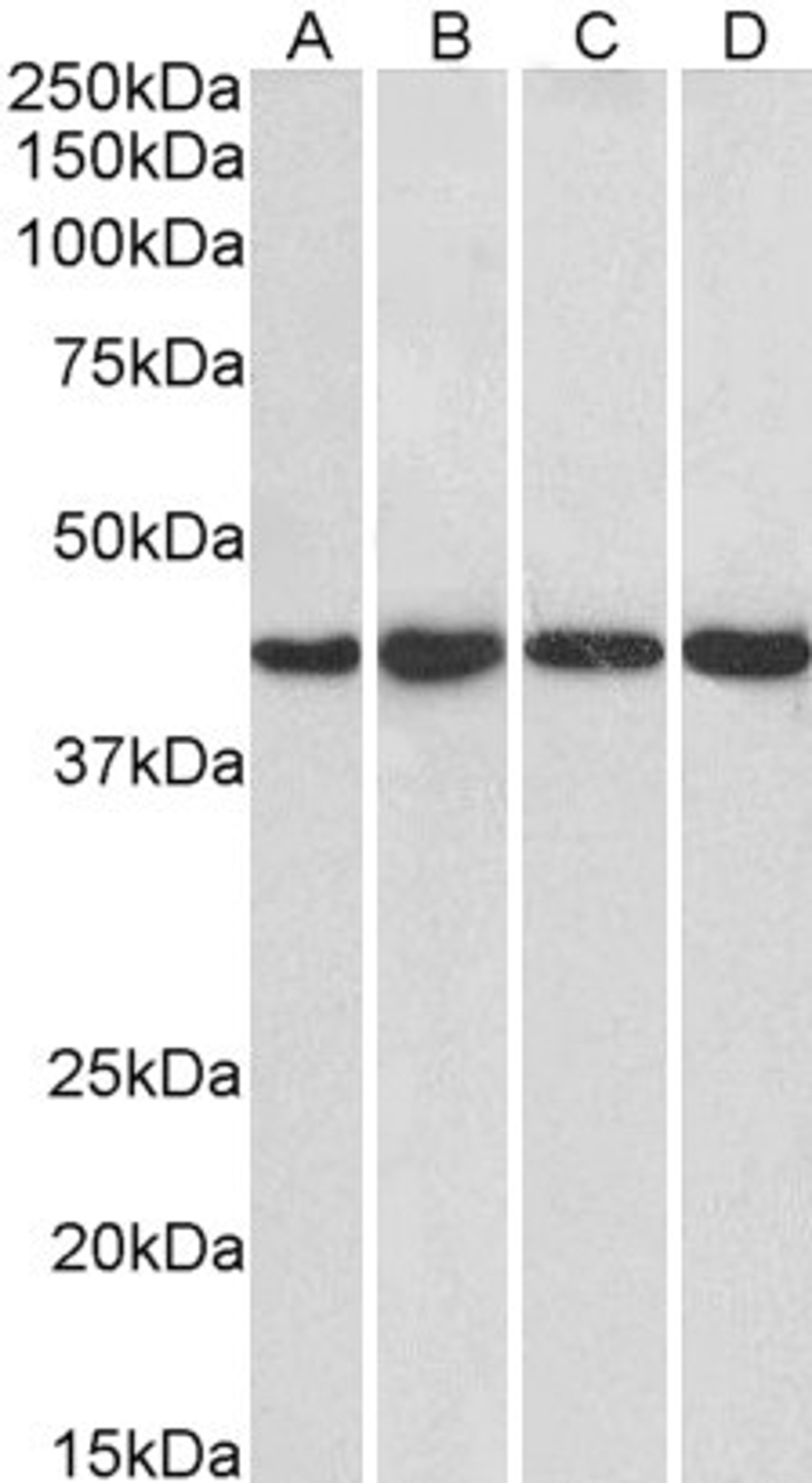 45-968 (1ug/ml) staining of Hela (A), HepG2 (B), Jurkat (C) and NIH3T3 (D) nuclear lysate (35ug protein in RIPA buffer). Primary incubation was 1 hour. Detected by chemiluminescence.