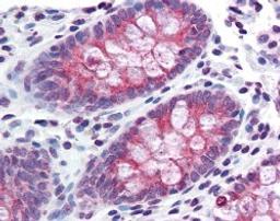 Immunohistochemistry staining of TMPRSS4 in human colon tissue using TMPRSS4 Antibody.