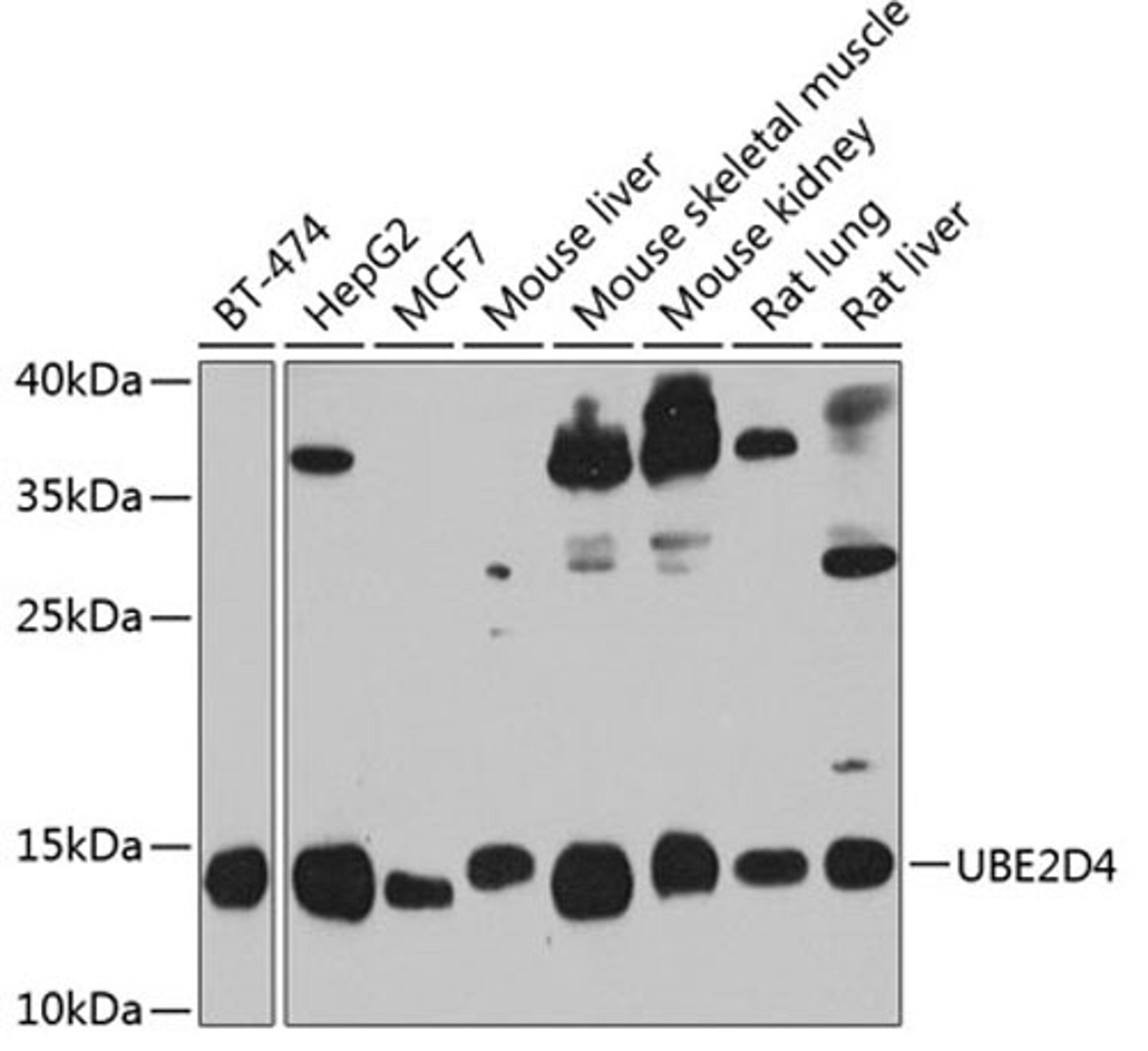 Western blot - UBE2D4 antibody (A8332)