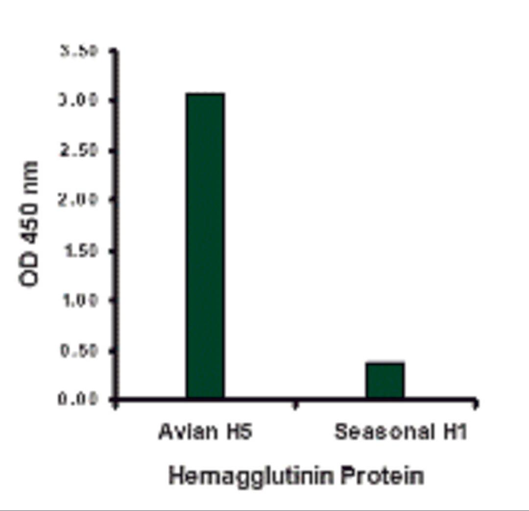 Hemagglutinin antibody at 1 μg/mL specifically recognizes Avian H5N1 influenza virus but not seasonal influenza virus A H1N1 Hemagglutinin protein.