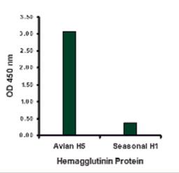 Hemagglutinin antibody at 1 μg/mL specifically recognizes Avian H5N1 influenza virus but not seasonal influenza virus A H1N1 Hemagglutinin protein.