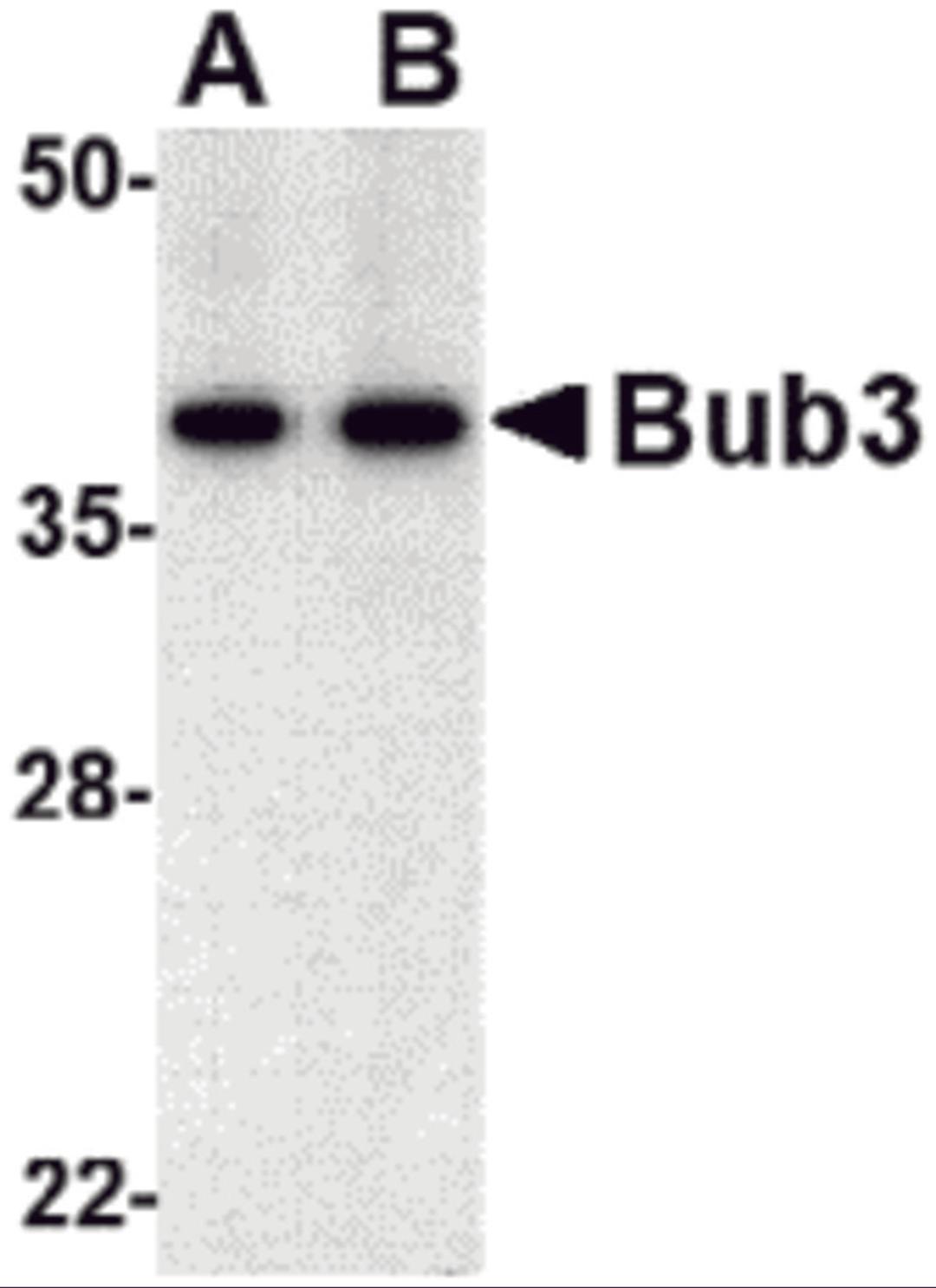 Western blot analysis of bub3 in Jurkat cell lysate with bub3 antibody at (A) 0.5 and (B) 1 μg/mL.