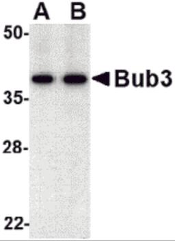 Western blot analysis of bub3 in Jurkat cell lysate with bub3 antibody at (A) 0.5 and (B) 1 μg/mL.