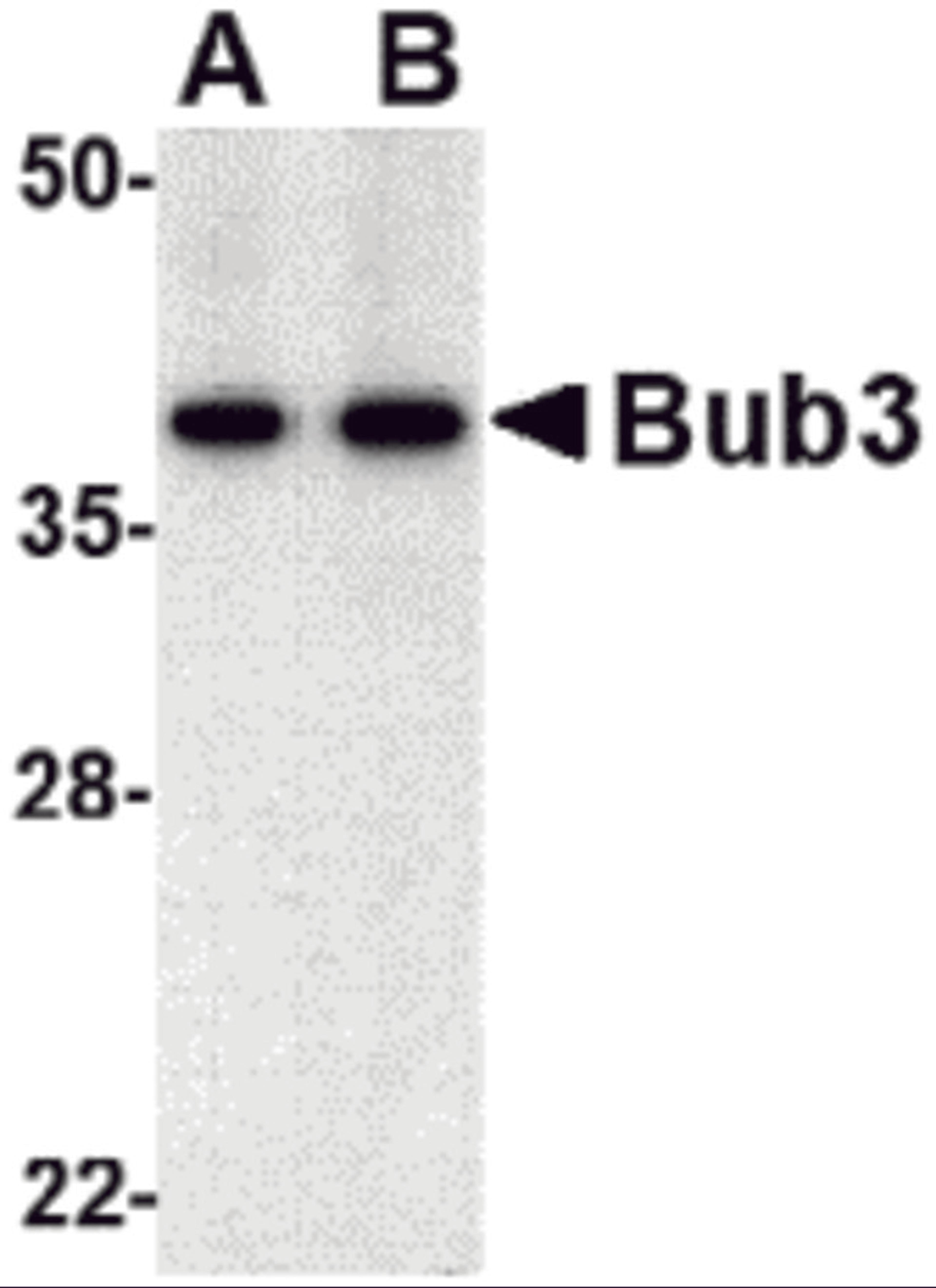 Western blot analysis of bub3 in Jurkat cell lysate with bub3 antibody at (A) 0.5 and (B) 1 μg/mL.