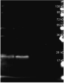 Western blot analysis of B-Phycoerythrin reduced (Lane1), B-Phycoerythrin reduced (Lane2), none (Lane3), Load: 1 ug per lane using B-Phycoerythrin antibody