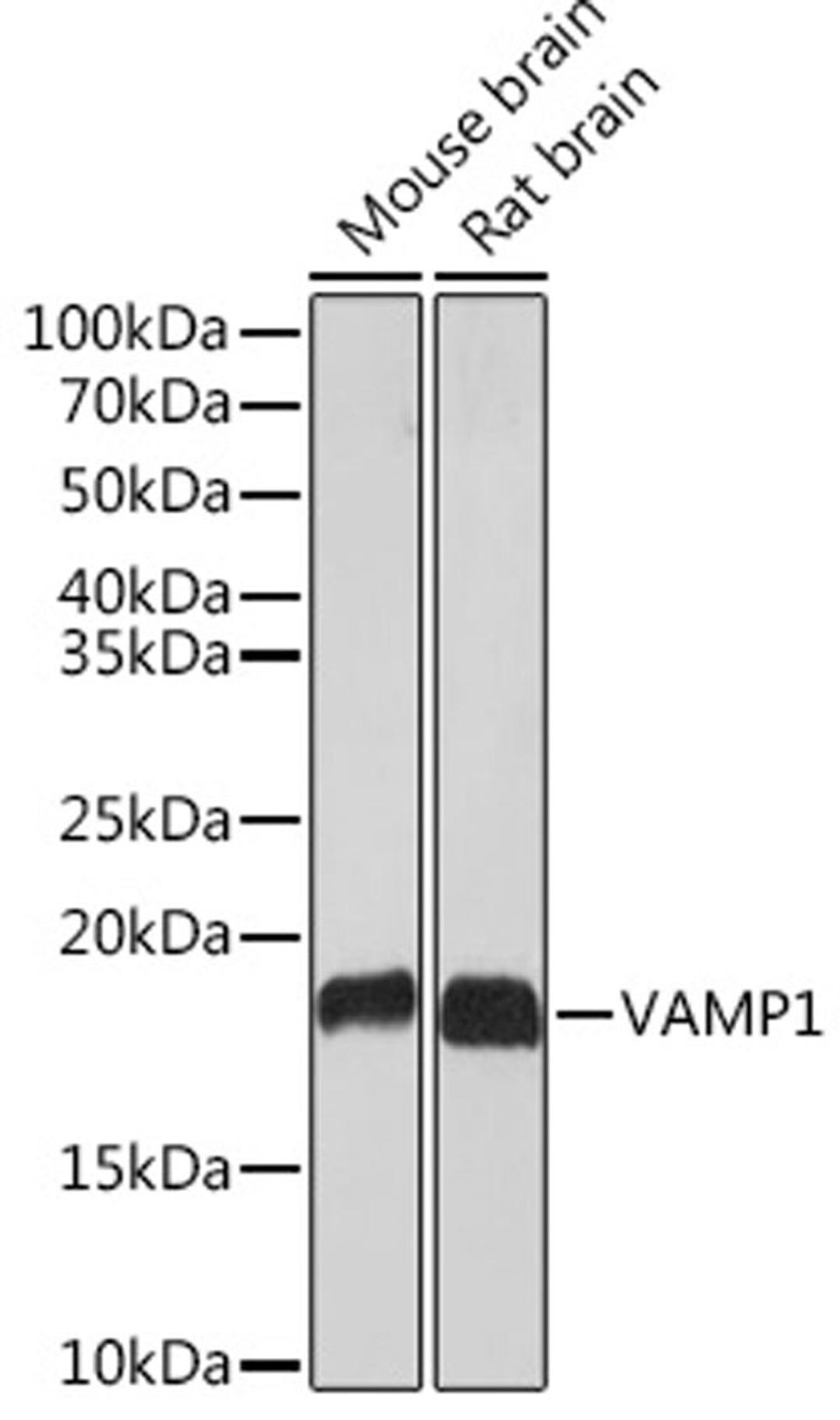 Western blot - VAMP1 Rabbit mAb (A3533)