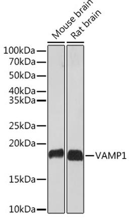 Western blot - VAMP1 Rabbit mAb (A3533)
