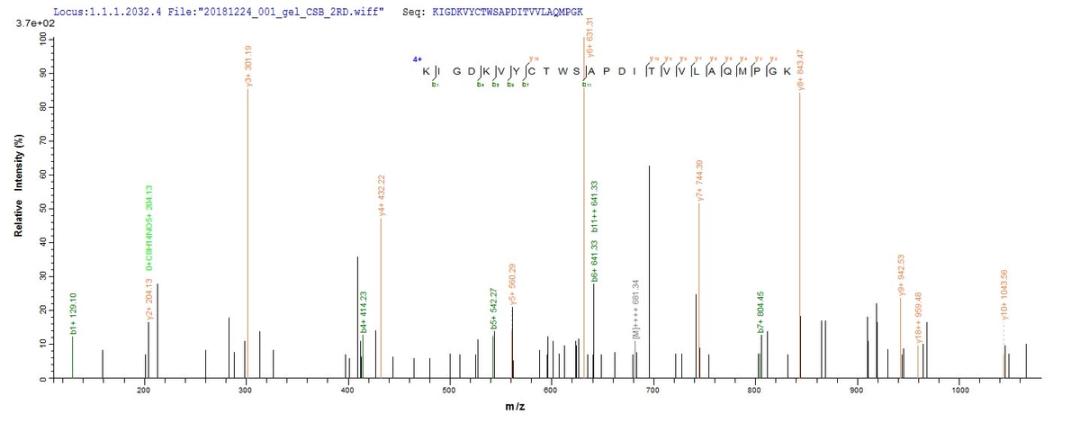 Based on the SEQUEST from database of E.coli host and target protein, the LC-MS/MS Analysis result of CSB-EP018229MO could indicate that this peptide derived from E.coli-expressed Mus musculus (Mouse) Pmaip1.