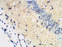 Immunohistochemistry-Paraffin: Synaptophysin Antibody [NB300-653] - Rat brain, 1:100 dilution.