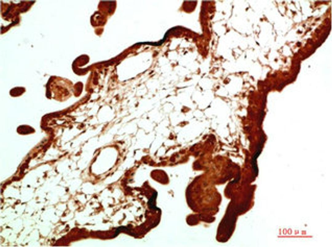 Immunohistochemical analysis of paraffin-embedded Human Placenta Tissue using HP-1α Mouse mAb diluted at 1:500