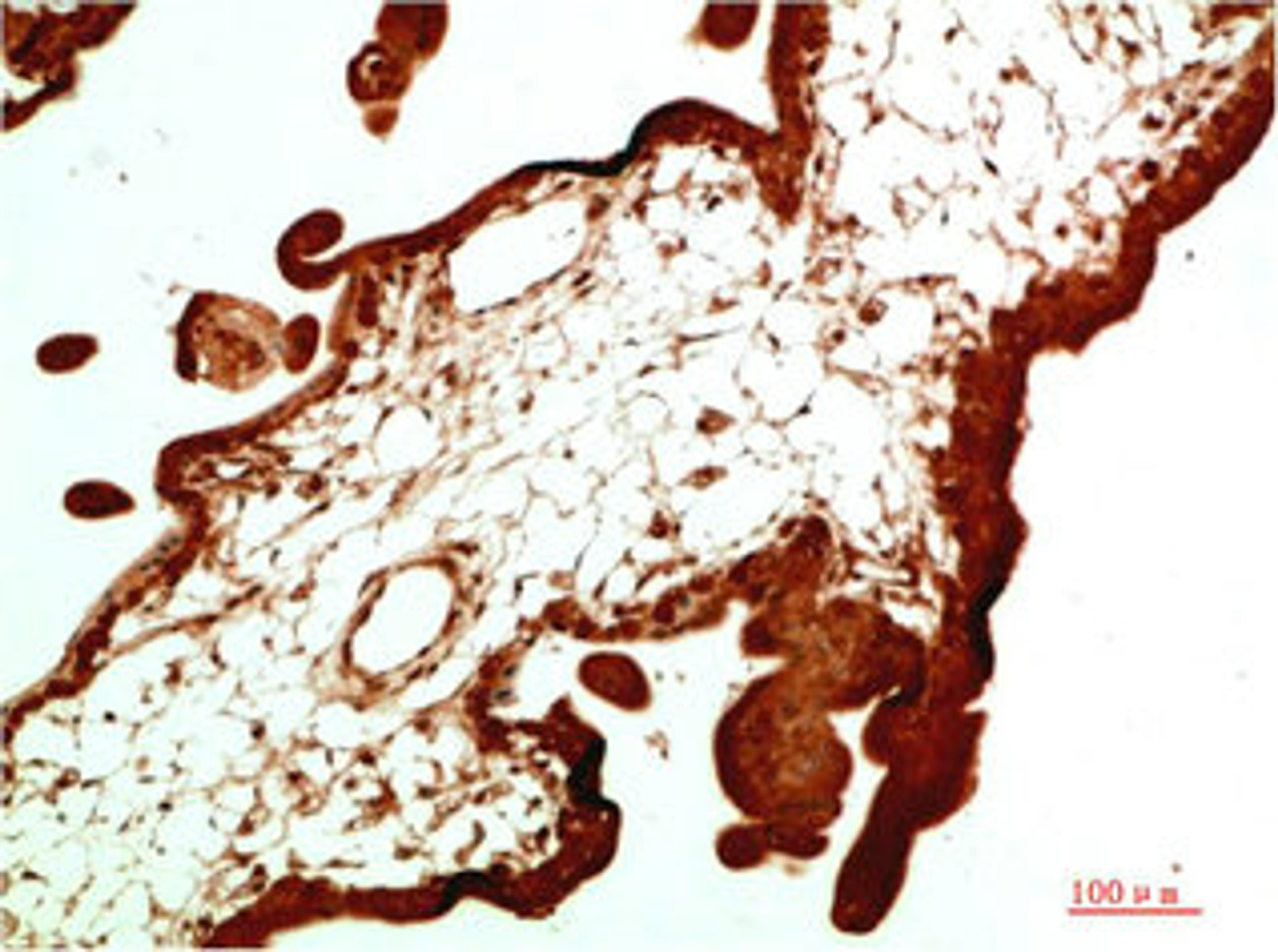 Immunohistochemical analysis of paraffin-embedded Human Placenta Tissue using HP-1α Mouse mAb diluted at 1:500