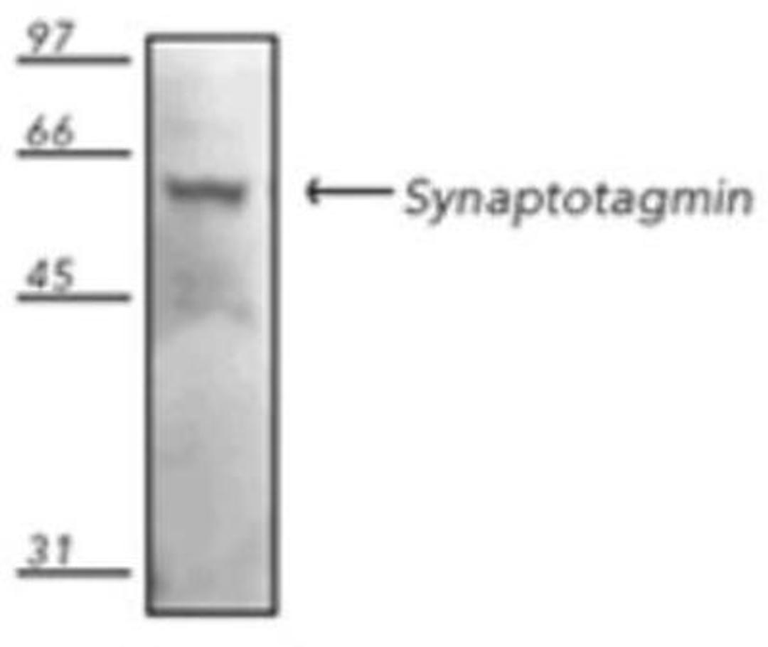 Western Blot: Synaptotagmin Antibody (ASV48) [NBP1-19320] - Analysis of rat brain tissue extract.