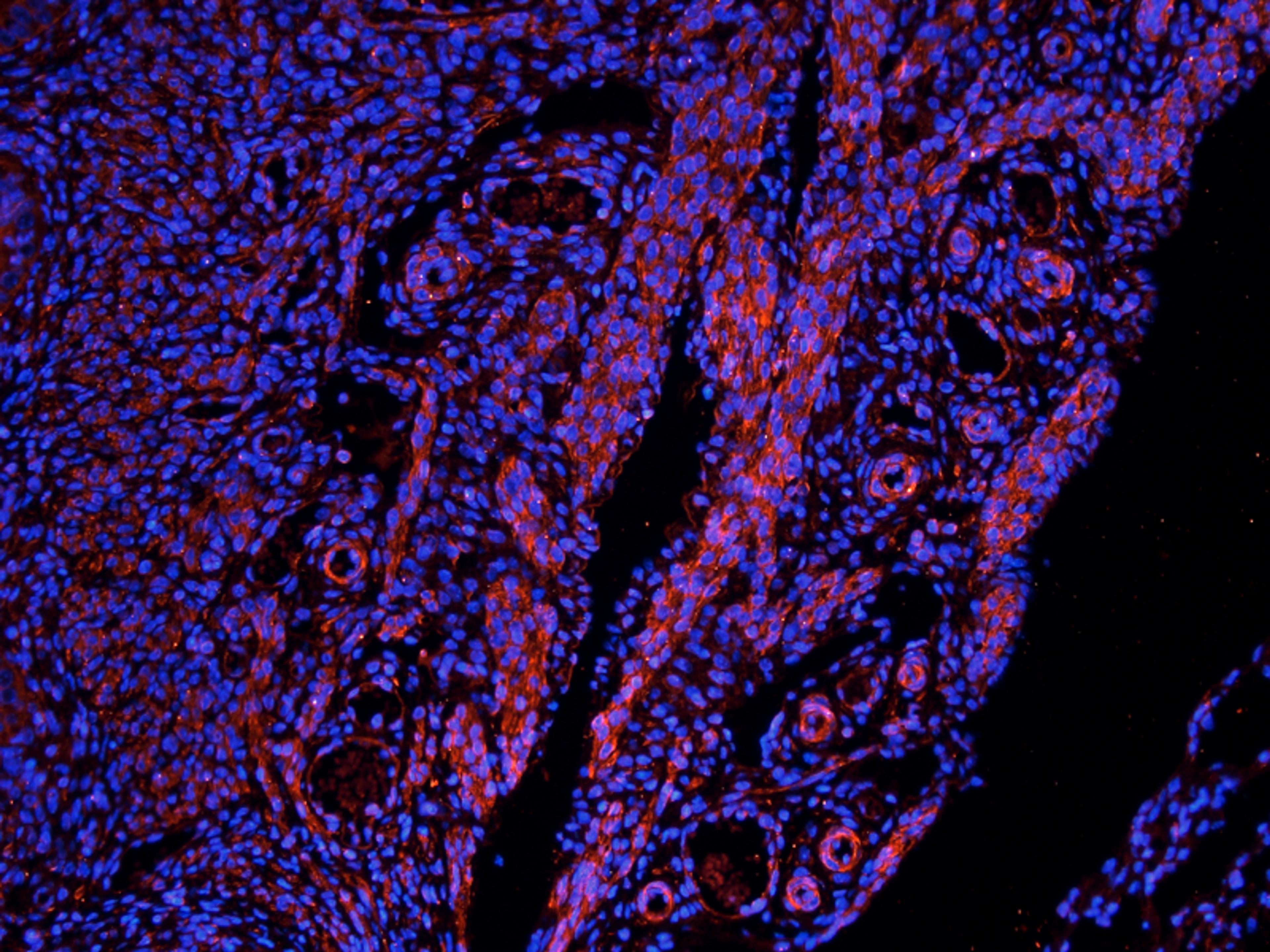 IF image of mouse ovary tissue using NIS antibody (2.5 ug/ml)