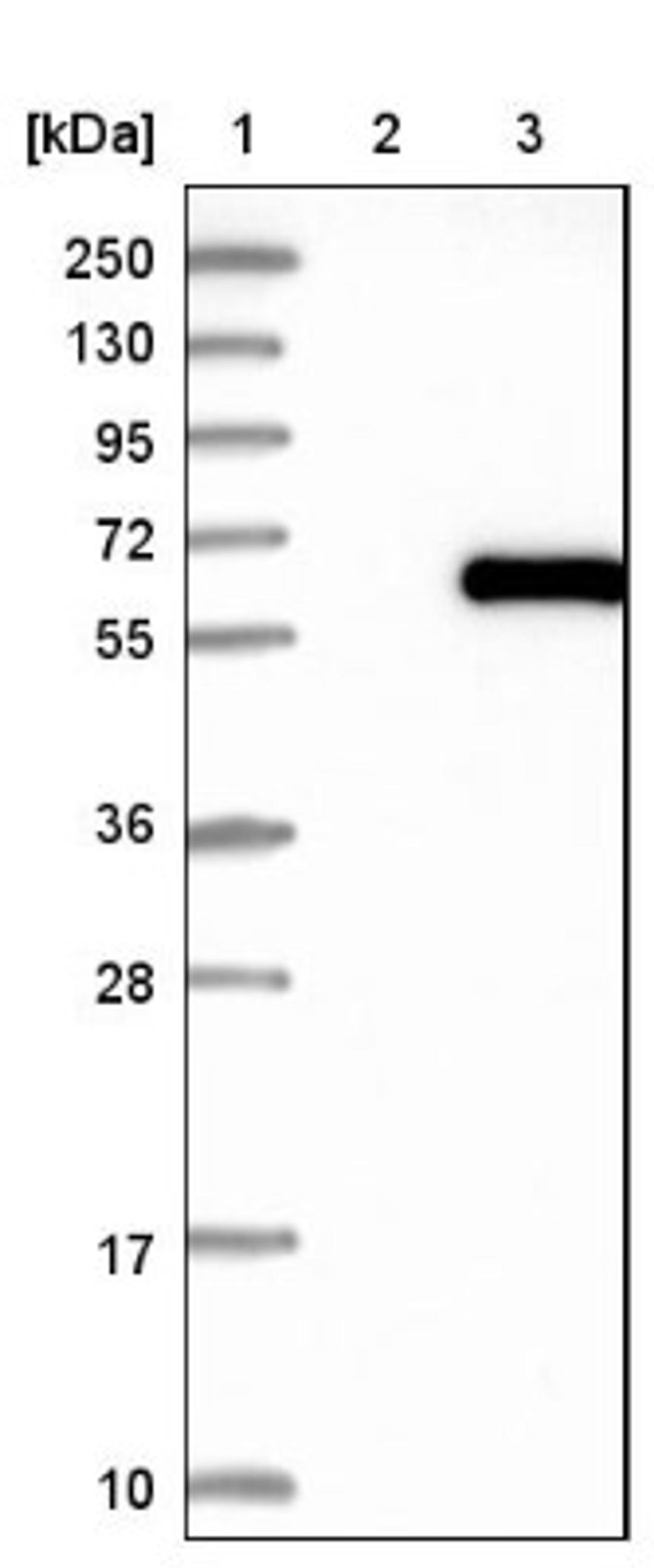 Western Blot: RFTN2 Antibody [NBP1-86807] - Lane 1: Marker [kDa] 250, 130, 95, 72, 55, 36, 28, 17, 10<br/>Lane 2: Negative control (vector only transfected HEK293T lysate)<br/>Lane 3: Over-expression lysate (Co-expressed with a C-terminal myc-DDK tag (~3.1 kDa) in mammalian HEK293T cells, LY408260)