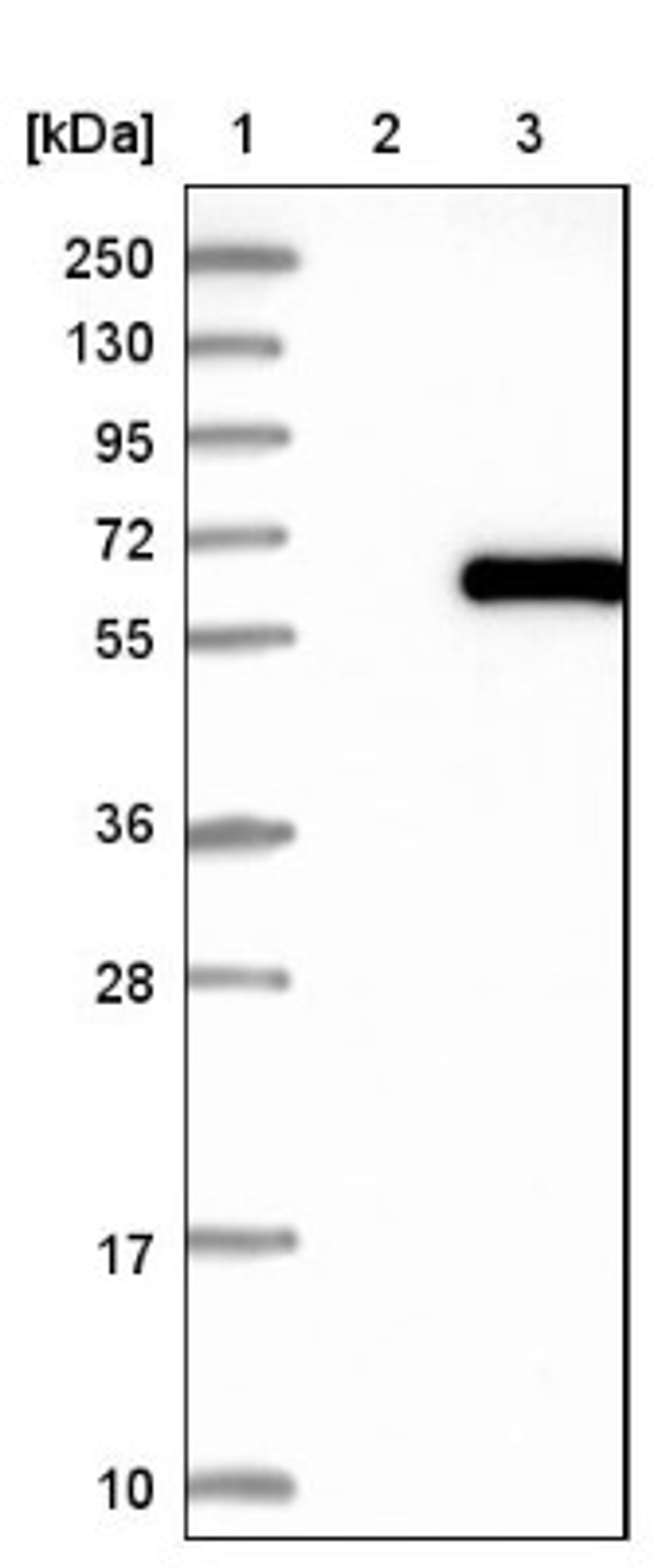 Western Blot: RFTN2 Antibody [NBP1-86807] - Lane 1: Marker [kDa] 250, 130, 95, 72, 55, 36, 28, 17, 10<br/>Lane 2: Negative control (vector only transfected HEK293T lysate)<br/>Lane 3: Over-expression lysate (Co-expressed with a C-terminal myc-DDK tag (~3.1 kDa) in mammalian HEK293T cells, LY408260)