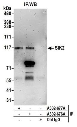 Detection of human SIK2 by western blot of immunoprecipitates.