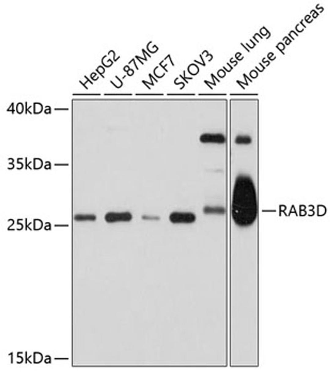 Western blot - RAB3D antibody (A10390)