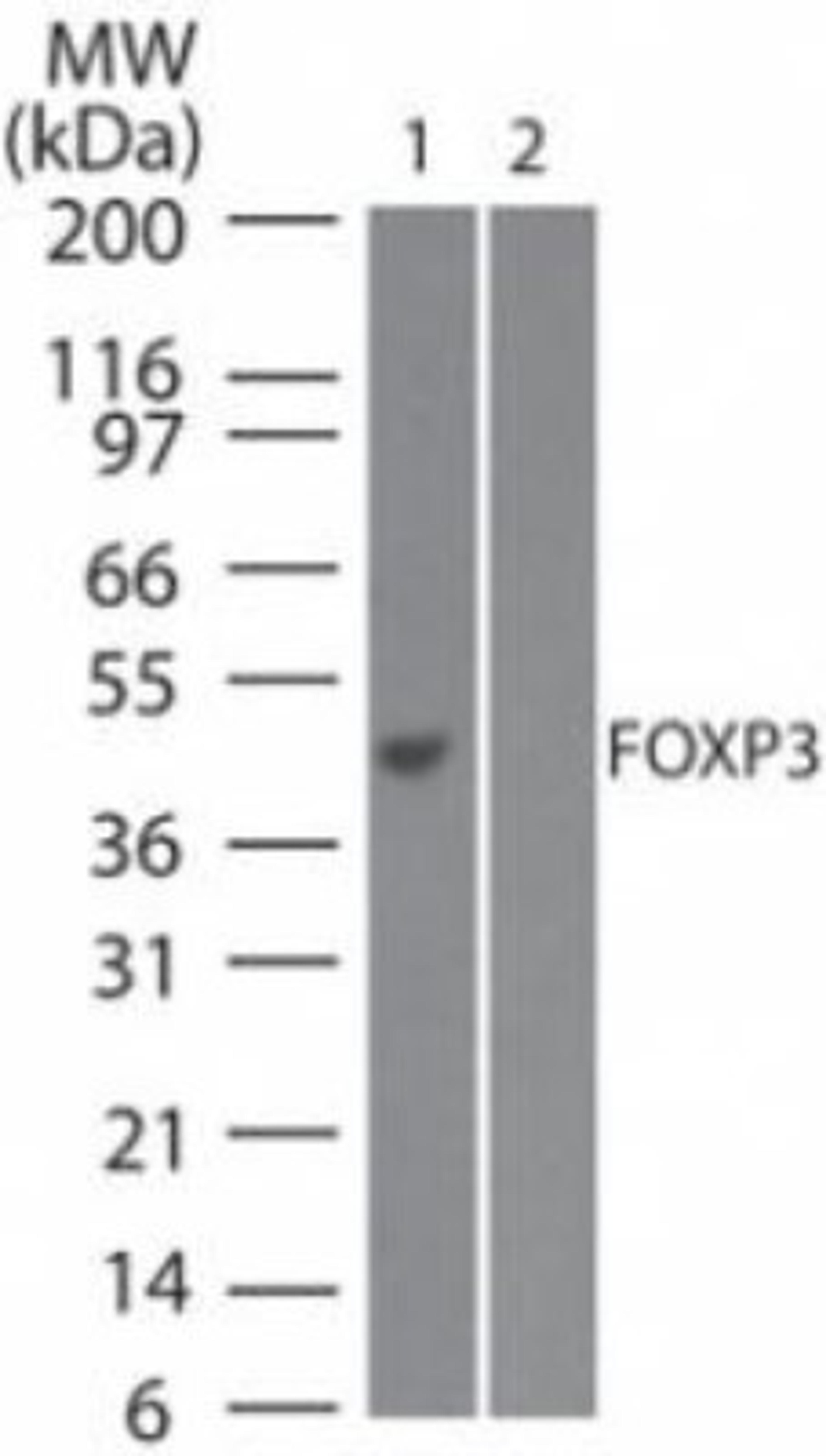 Western Blot: FoxP3 Antibody (3G3) [NB100-56582] - Analysis using the Azide Free version of NB100-56582. Detection of 1) full-length transfected and 2) mock transfected 293 cell lysate at 2 ug/ml.