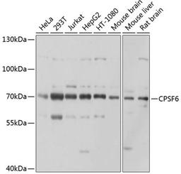 Western blot - CPSF6 antibody (A5963)