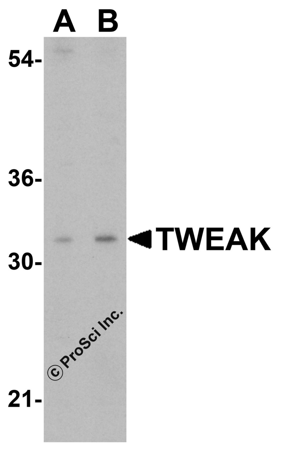 Western blot analysis of TWEAK in HeLa cell lysate with TWEAK antibody at (A) 1 and (B) 2 &#956;g/mL.