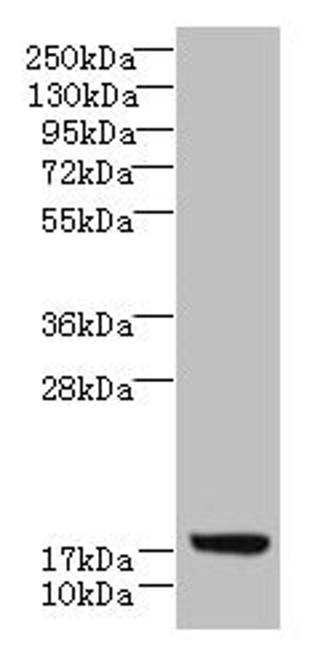 Western blot. All lanes: LLCFC1 antibody at 3.5µg/ml + K562 whole cell lysate. Secondary. Goat polyclonal to rabbit IgG at 1/10000 dilution. Predicted band size: 14, 5, 17 kDa. Observed band size: 17 kDa
