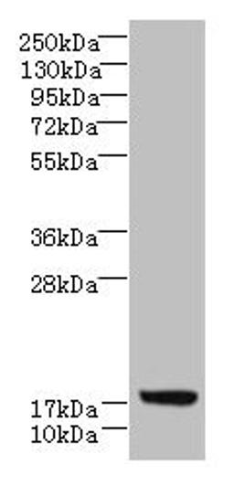 Western blot. All lanes: LLCFC1 antibody at 3.5µg/ml + K562 whole cell lysate. Secondary. Goat polyclonal to rabbit IgG at 1/10000 dilution. Predicted band size: 14, 5, 17 kDa. Observed band size: 17 kDa